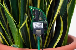 Botanicalls_Kit_in_Plant_250.jpg