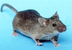 mouse.jpg